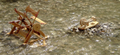 Flußrad und Hammerwerk von Kraul im Bach, von Wasser angetrieben