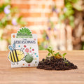 1 Blumenmurmel "Timos Bienenschmaus"