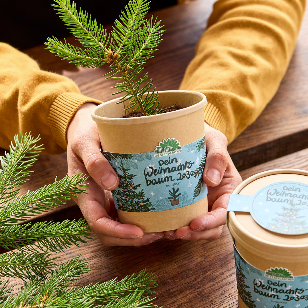 Weihnachtsbaum 2030 aus dem Becher